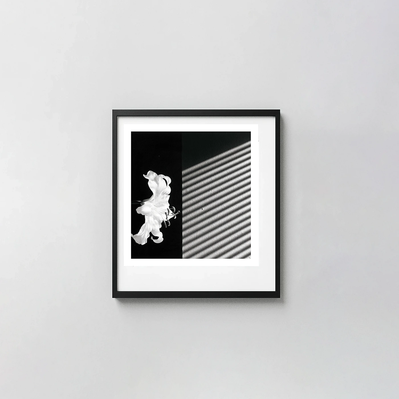 Robert Mapplethorpe Lily (1986) Wall Art, Fine Art Floral Photography - photography wall art print