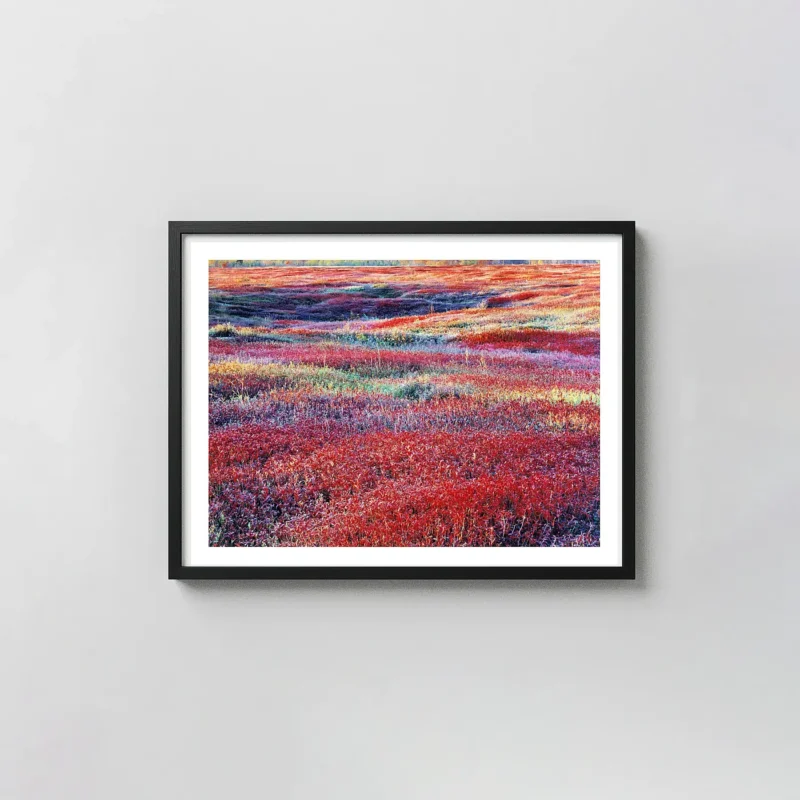 Christopher Burkett Photography Print, Sunrise & Autumn Blueberries Maine