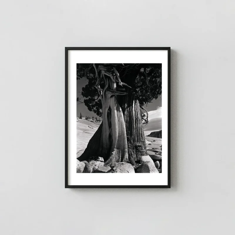 Edward Weston Photography Poster, Juniper at Lake Tenaya Sierra Nevada 1937