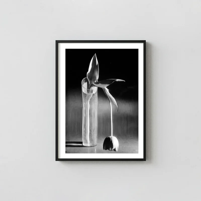 André Kertész Art Print, Melancholic Tulip 1939 Fine Art Photography Poster