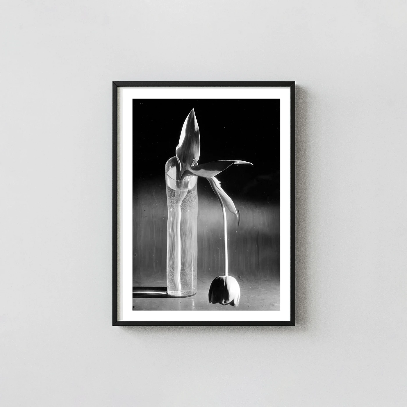 André Kertész Art Print, Melancholic Tulip 1939 Fine Art Photography Poster - photography wall art print