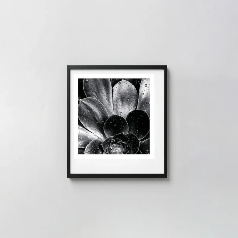 Brett Weston Print, Succulent 1968 Fine Art Photography Poster