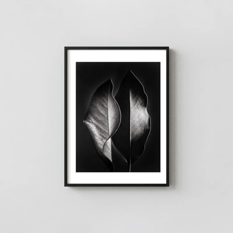 Ruth Bernhard Print | Two Leaves (1952) Nature Photography Wall Art