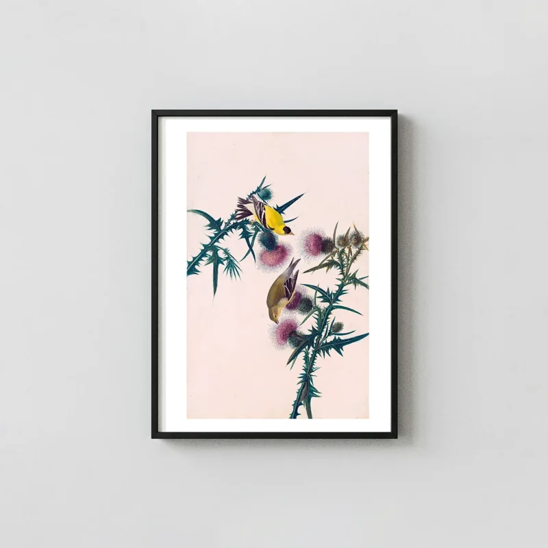 Authentic American Goldfinch Print - Vintage Audubon Thistle Bird Art