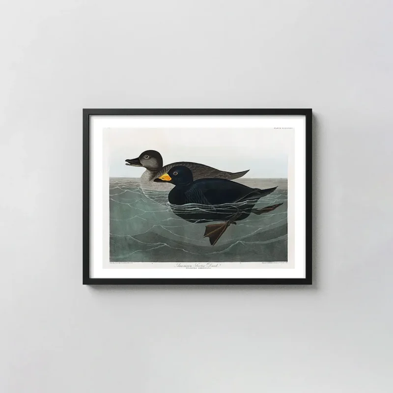 Classic American Scoter print - Audubon Vintage Bird Illustration Poster