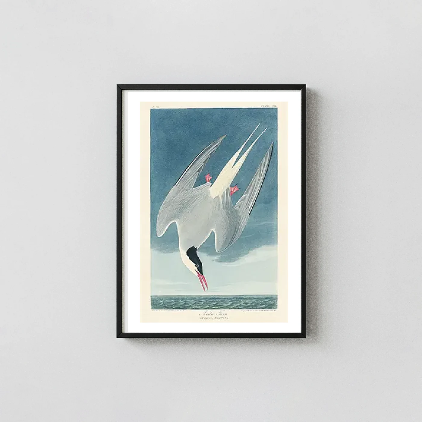 Arctic Tern art print - fine art poster print