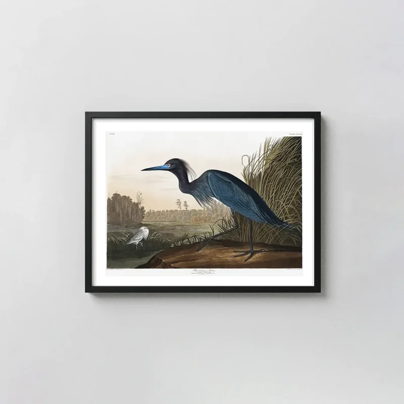 Classic Audubon Blue Crane Print - Vintage Heron Bird Illustration