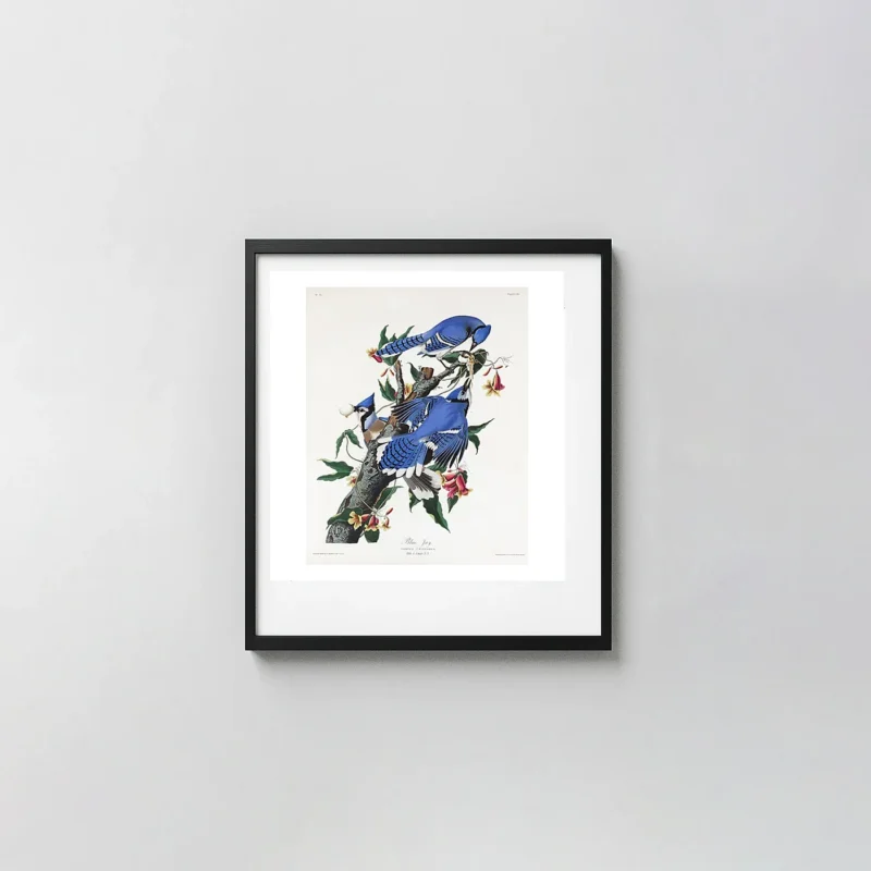 Classic Blue Jay Print - John James Audubon Birds of America Poster