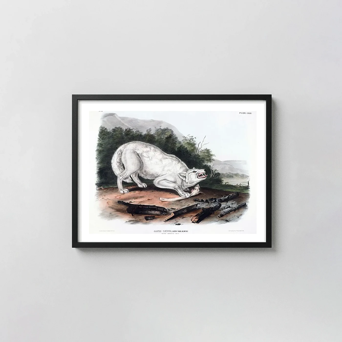 Exclusive White American Wolf art print - fine art poster print
