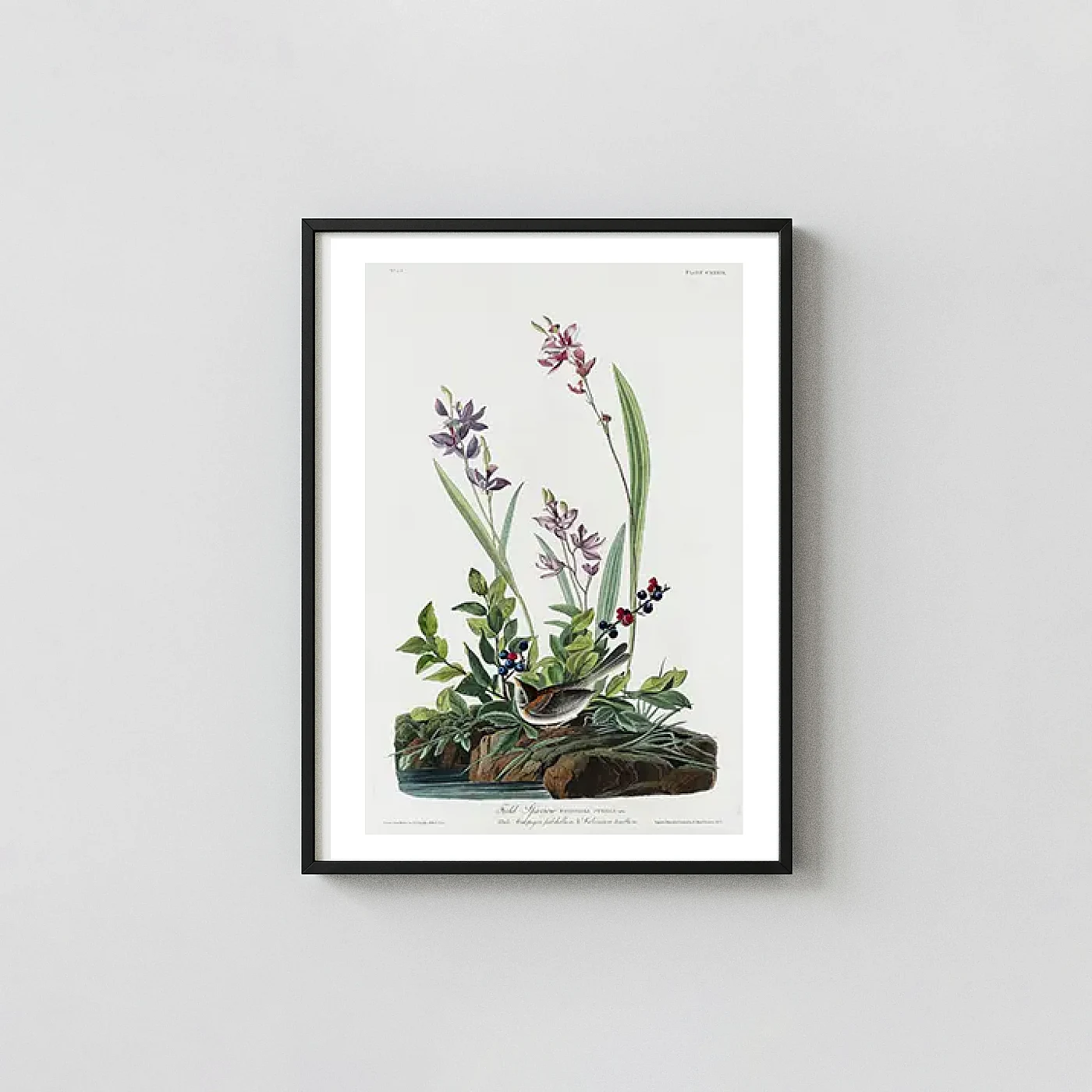 Classic Field Sparrow Poster - fine art poster print