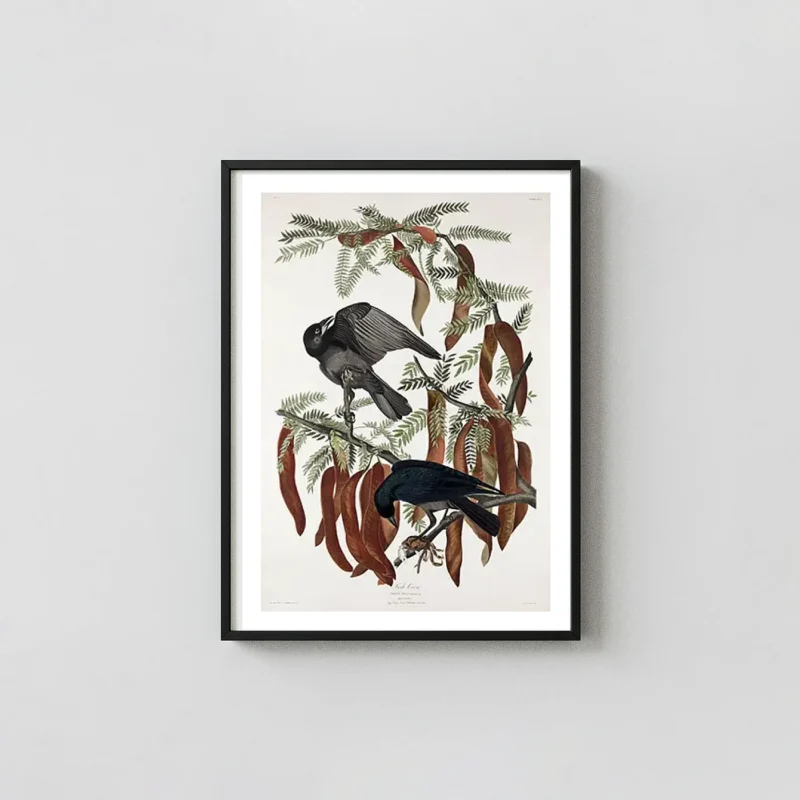 Classic Fish Crow Print - John James Audubon Vintage Bird Wall Art