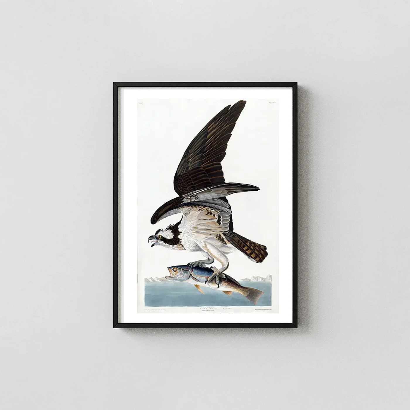 Classic Osprey Bird art print - fine art poster print