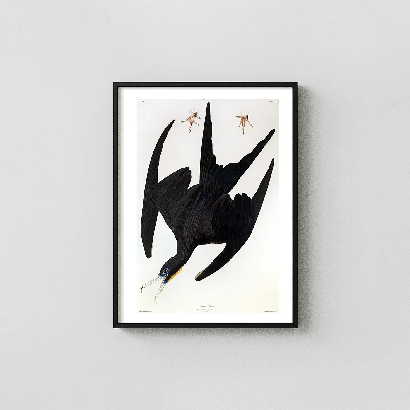 Authentic Frigate Bird art print - fine art poster print