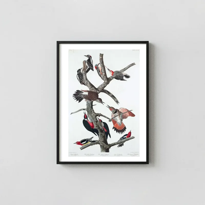 Classic Audubon Woodpecker Print - 1838 Vintage Bird Wall Art