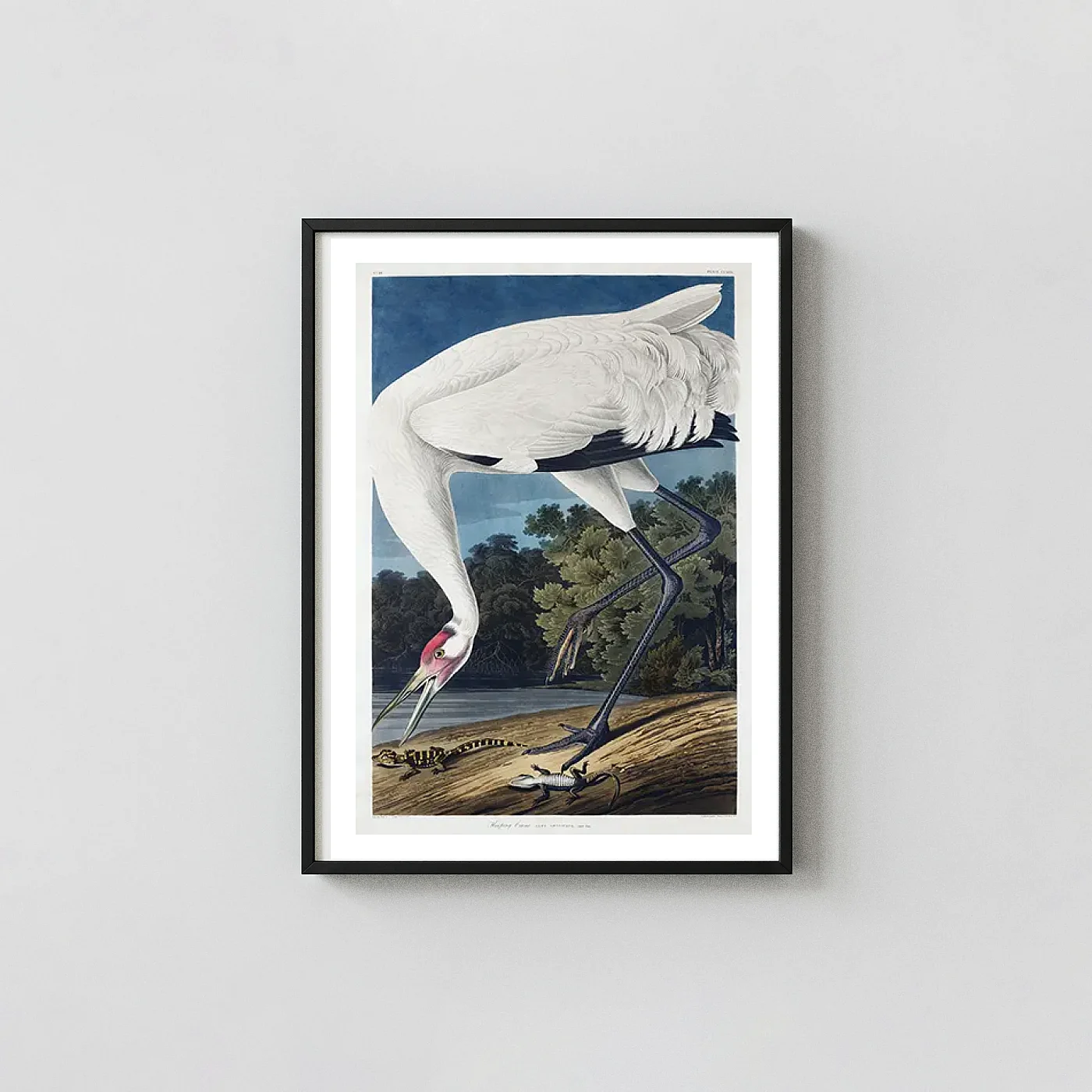 Authentic Whooping Crane art print - fine art poster print