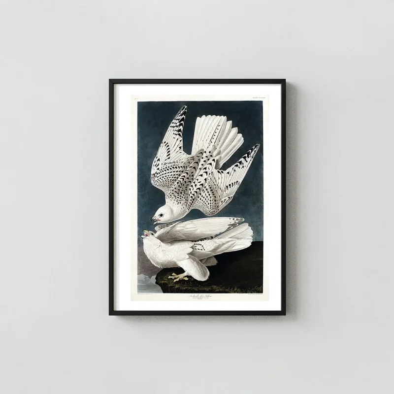 Authentic Audubon Gyrfalcon Print - Birds of America Iceland Jer Falcon Art