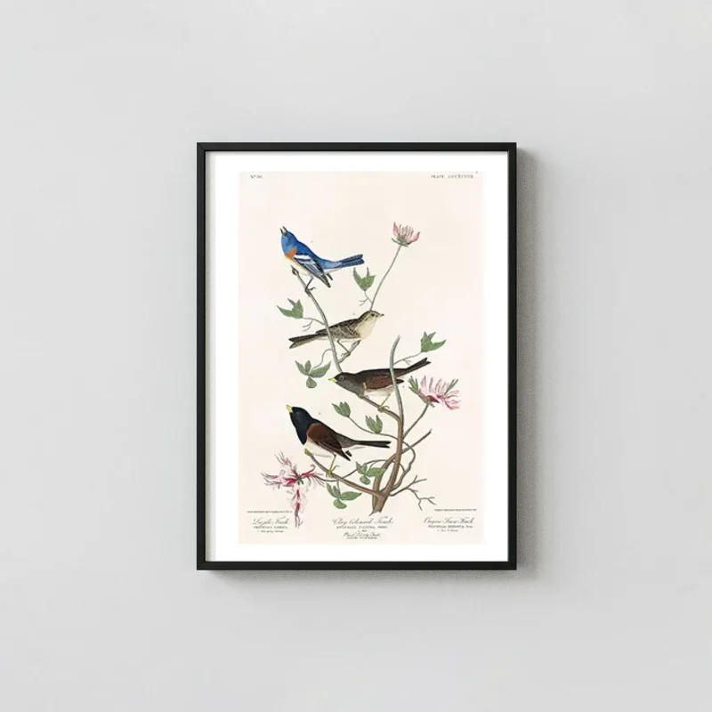 Authentic Audubon Bird Print - Lazuli & Clay-colored Finch Vintage Art