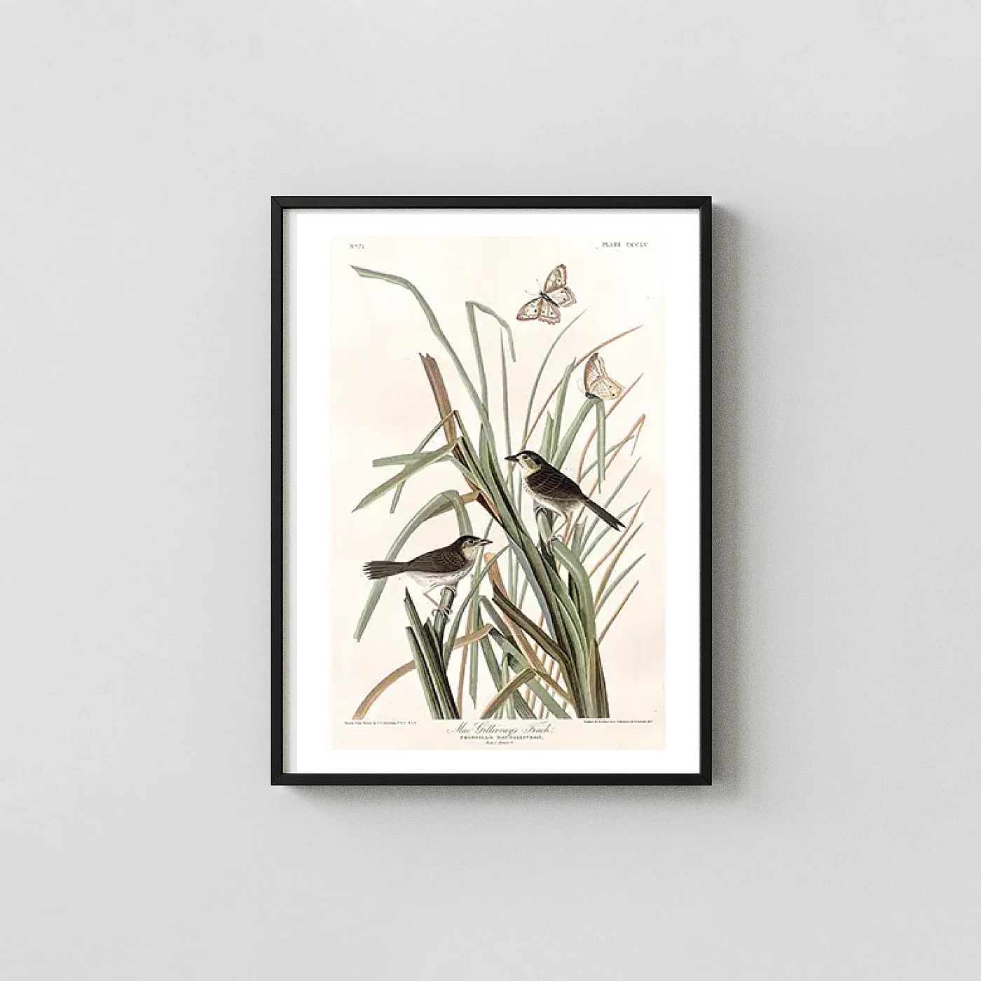 Audubon bird art print - fine art poster print