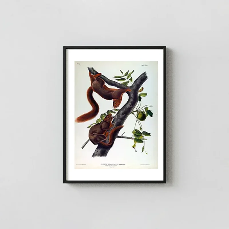 Classic Orange Bellied Squirrel - 1845 Audubon Vintage Wildlife Art