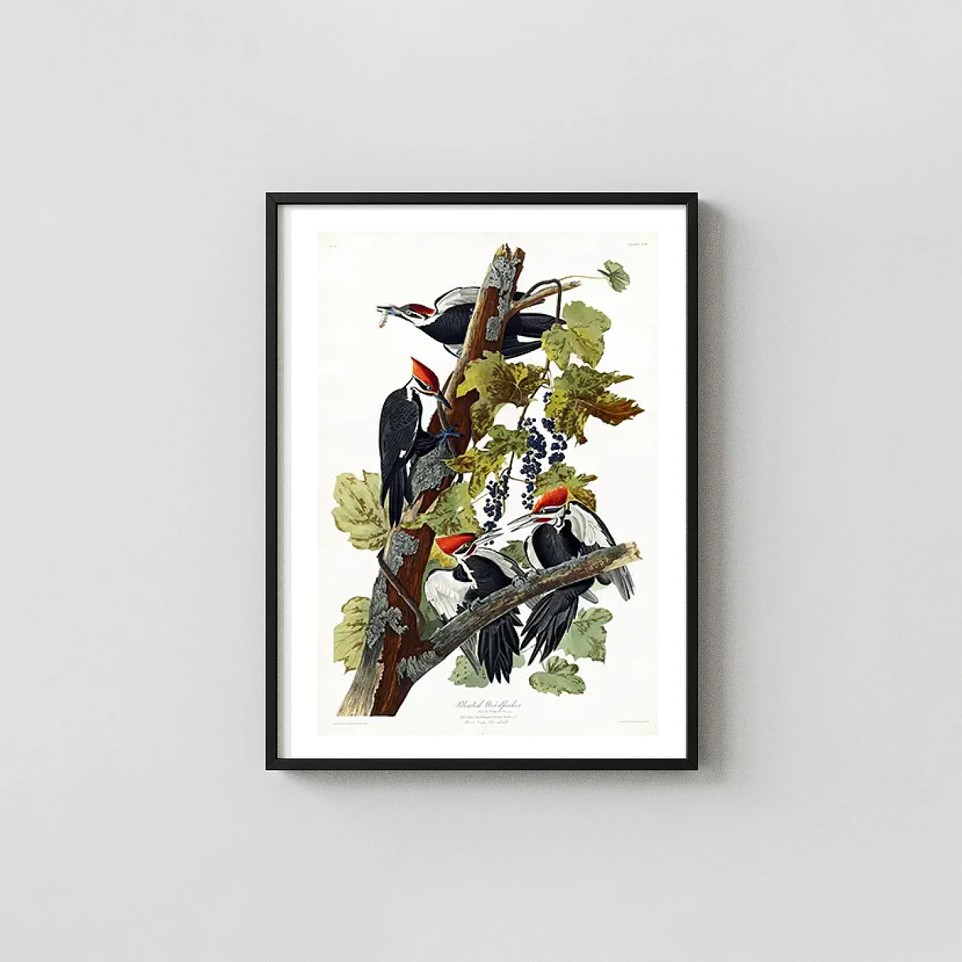 Classic Pileated Woodpecker art print - fine art poster print