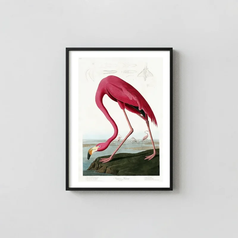 Classic Audubon Flamingo Print - 1827 American Flamingo Wall Art
