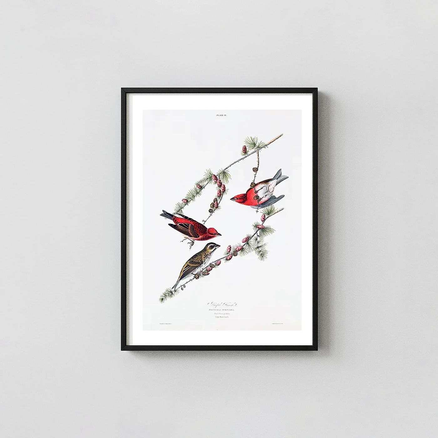 Classic Purple Finch art print - fine art poster print