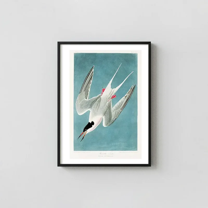 Roseate Tern Print - Audubon Birds of America Vintage Wall Art