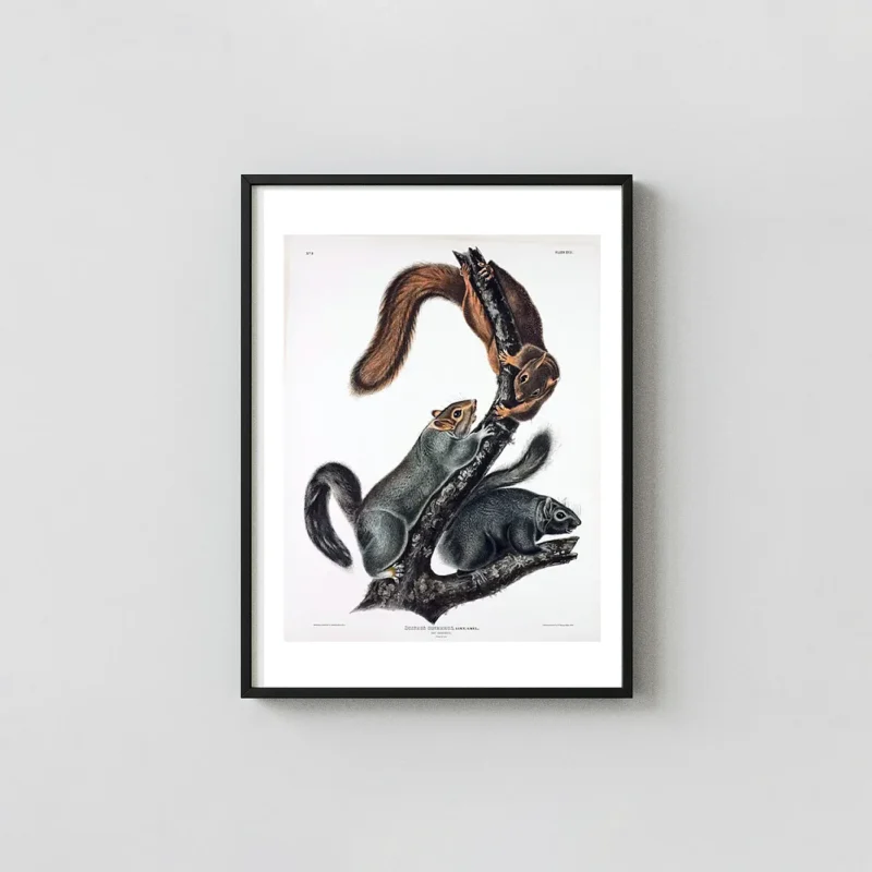 Audubon squirrel print - Sciurus Cinereus 1843 Natural History Wall Art