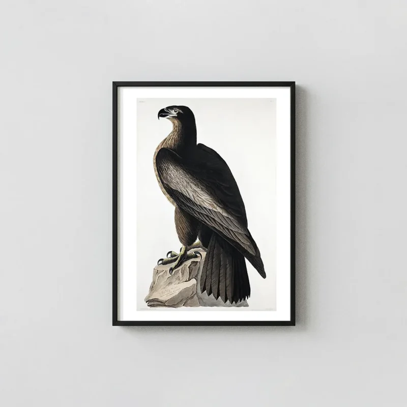 Exclusive Bird of Washington Print - Audubon Great American Sea Eagle Art