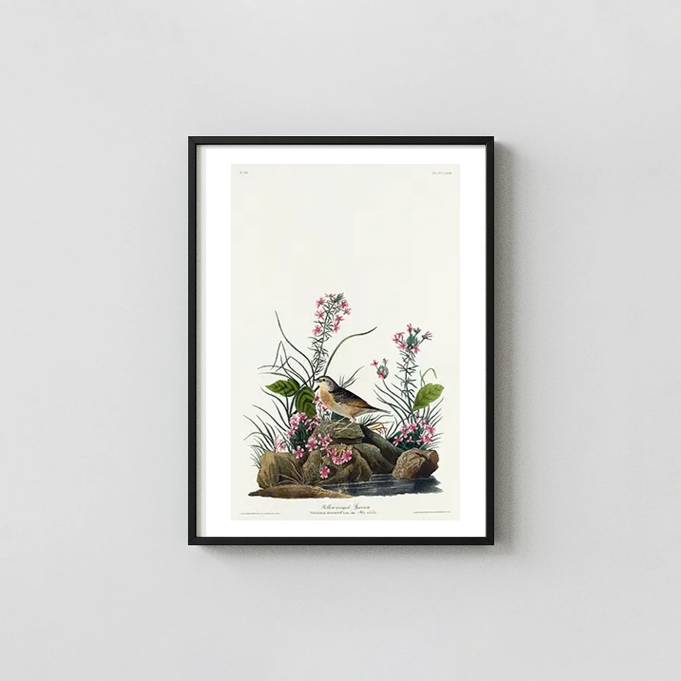 Authentic Yellow-winged Sparrow art print - fine art poster print